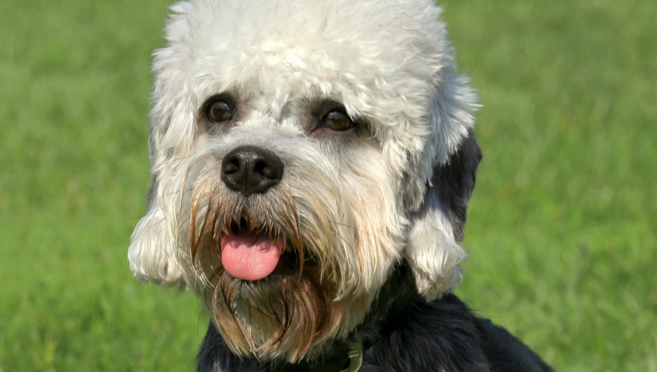 Dandie dinmont best sale terrier dog breeds